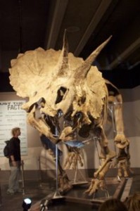 The new exhibit, the most completed Triceratops skeleton in the world!